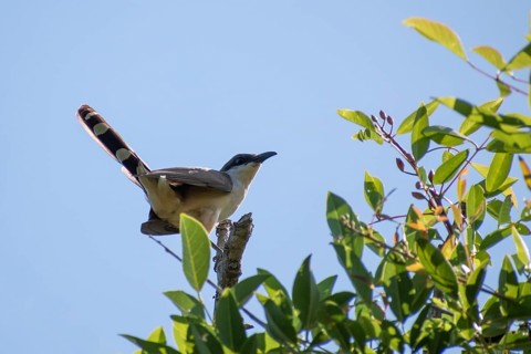 A dark-billed cuckoo (Coccyzus melacoryphus) in the Ribera Norte nature reserve, Buenos Aires,