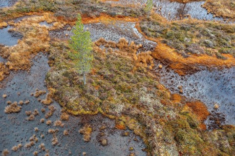 Drone image, aerial view, close-up, wetland, bog in autumn, Lapland, Finland