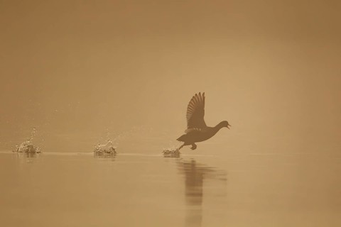 Eurasian coot (Fulica atra) silhouette of an adult bird running on water on a lake at sunrise,