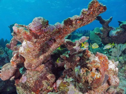 Dead elkhorn coral (Acropora palmata) . Dive site John Pennekamp Coral Reef State Park, Key Largo,