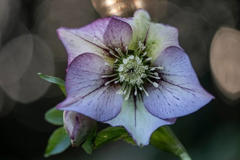 Lenzrose (Helleborus orientalis Hybride Picotee), Emsland, Lower Saxony, Germany