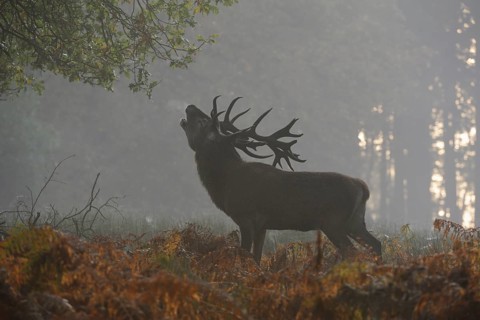 Red Deer (Cervus elaphus) stag roaring in morning fog, North Rhine-Westphalia, Germany