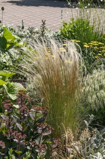 Tufted hairgrass (Stipa capillata)