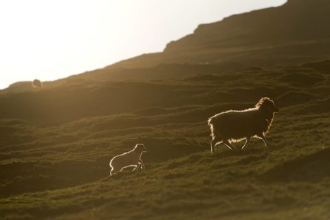 Ewe with a lamb with backlighting, Bøur, Vágar, Faroe Islands, Denmark