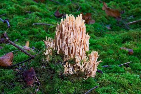 A pale coral (Ramaria pallida) growing out of the moss, Baden-Württemberg, Germany