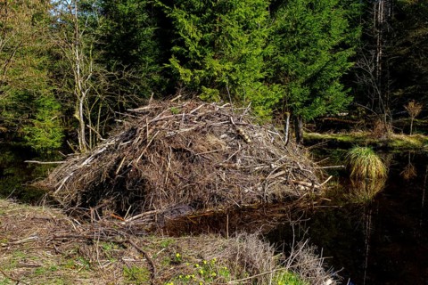 Beaver, beaver lodge, Premer Filzen, moorland hiking trail, Prem near Lechbruck, Upper Bavaria,