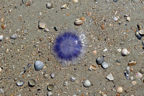 Blue jellyfish (Cyanea lamarckii) on a sandy beach, North Sea, Norderney, East Frisian Islands,