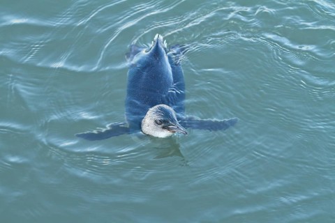 Little Penguin (Eudyptula minor), New South Wales, Australia