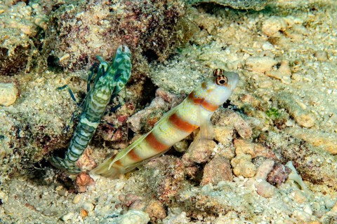Symbiosis symbiotic behaviour of masked goby (Amblyeleotris gymnocephala) synonym (Cryptocentrus