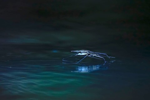Insect Water strider (Gerridae) on a river, June, Saxony, Germany