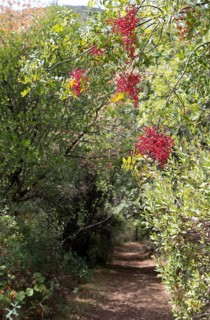 Turpentine pistachio (Pistacia terebinthus) or terebinth along a hiking trail in the highlands of