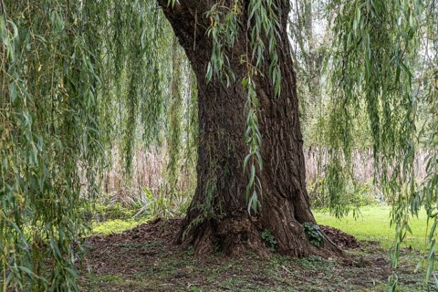 Weeping willow (Salix babylonica), North Rhine-Westphalia, Germany