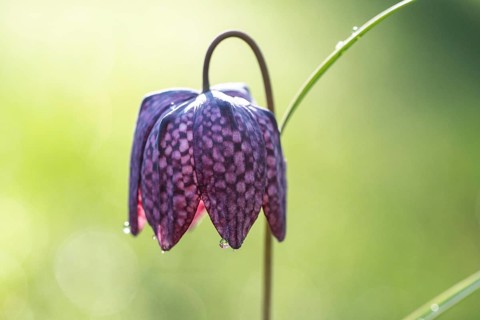 Snake's Head Fritillary (Fritillaria meleagris), Emsland, Lower Saxony, Germany