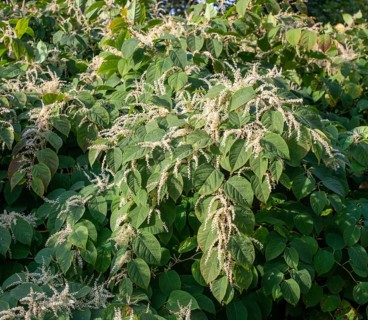 Flowering Japanese Knotweed (Fallopia Japonica), an invasive piece in Abbekås, Skurup Municipality,