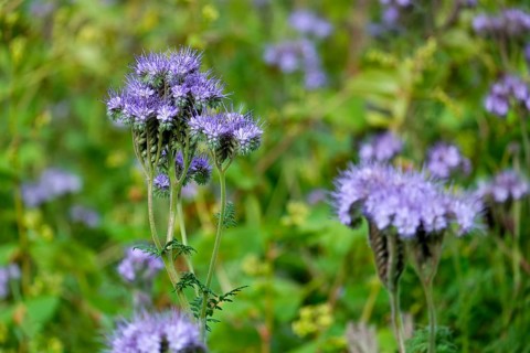 Tansy phacelia (Phacelia tanacetifolia), bee friend, Münsterland, North Rhine-Westphalia, Germany