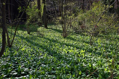 Wild garlic (Allium ursinum), English Garden, Munich, Bavaria, Germany