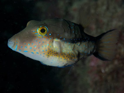 A pointed head pufferfish (Canthigaster rostrata) with bright spots swimming in dark water, dive