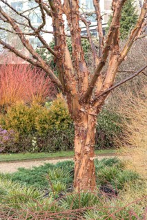 Paperbark maple (Acer griseum)