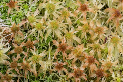Marsh peat moss (Sphagnum palustre), Province of Drenthe, Netherlands