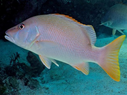 A dog snapper (Lutjanus jocu) swims near a coral reef in the sea. Dive site John Pennekamp Coral