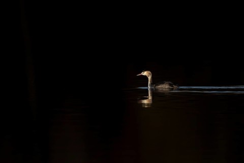 Great crested grebe (Podiceps cristatus) adult bird on a lake, England, United Kingdom