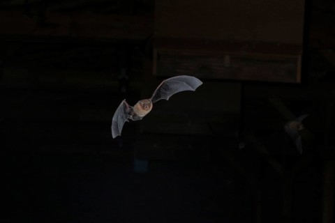 Common pipistrelle (Pipistrellus pipistrellus) in flight in a barn, Brandenburg, Germany