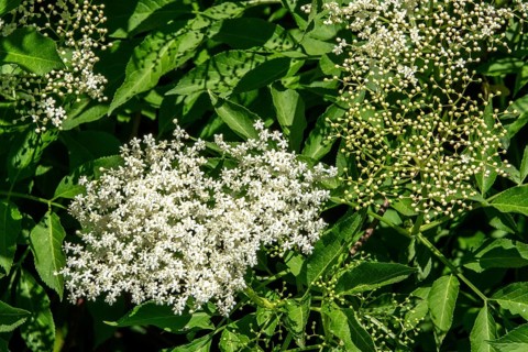 Elderberry (Sambucus), flowering, Baden-Württemberg, Germany