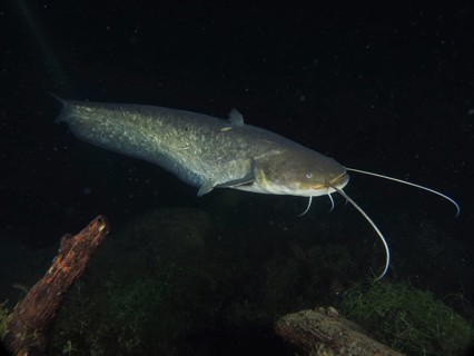 A large catfish (Silurus glanis), Waller, with long barbels swims in dark water, dive site