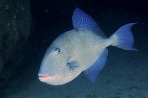 Grey triggerfish (Balistes capriscus Balistes carolinensis)