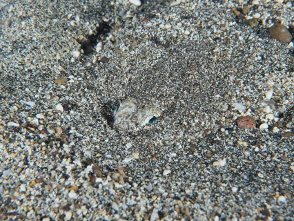 A Petermännchen (Trachinus draco), poisonous animal, hidden and camouflaged in the sand, only