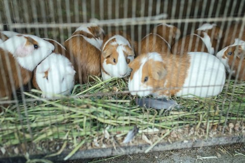 Cuys, giant guinea pigs (Cavia porcellus), in a cage at the market of Huancayo, Peru