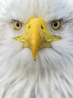 Bald Eagle (Haliaeetus leucocephalus), Alaska, USA