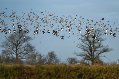 Northern Lapwing, Vanellus vanellus in flight at winter on marshes, England, United Kingdom