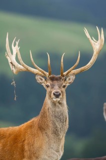 Red deer (Cervus elaphus) stag, portrait, tirol, Kitzbühel, Wildpark Aurach, Austria