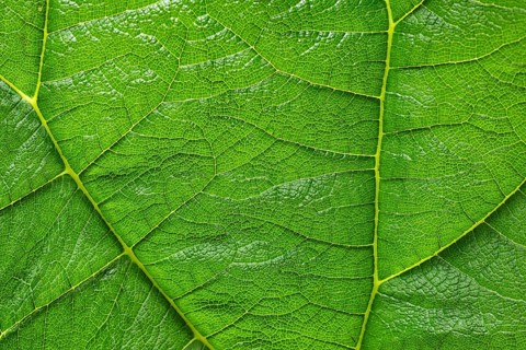 Leaf detail, leaf structures, Inverewe Gardens, Osgood Mackenzie, Poolewe, Loch Ewe, Highlands,
