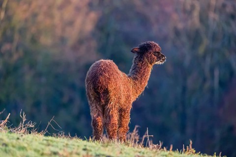 A young brown Alpaca (Vicugna pacos) stands on a green meadow . A forest is in the distant