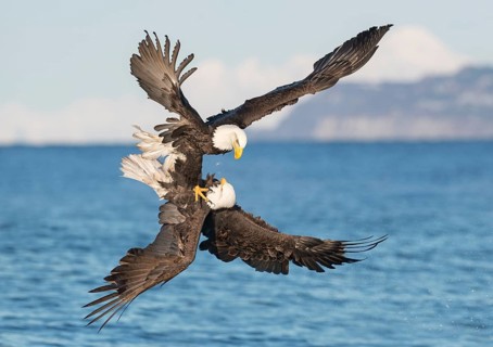 Bald Eagle (Haliaeetus leucocephalus) fighting, Alaska, USA
