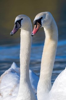 Mute swan (Cygnus olor), fish ponds, Güssing, Burgenland, Austria