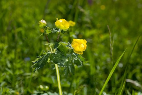Trollflower (Trollius europaeus) with flowers, Klengelwiese on the Geisingberg, mountain meadows in