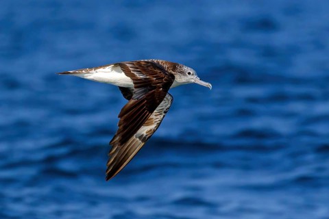 White-faced shearwater, White-faced shearwater, (Calonectris leucomelas), family of petrels,