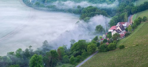 View of vineyard and Landesweingut Kloster Pforta in the Saale valley with morning fog, Naumburg,