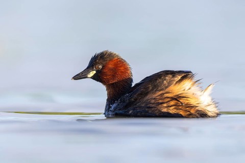 Little Grebe (Tachybaptus ruficollis), North Rhine-Westphalia, Germany