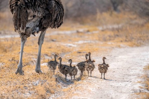 Common ostrich (Struthio camelus), adult female with young, chicks, animal family, African