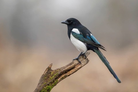 Eurasian Magpie (Pica pica) perched on a branch, Poland