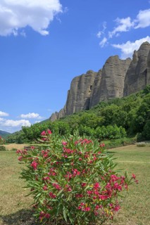 Blooming rhododendron and behind it conglomerate rock Les Pénitents, Les Mées,