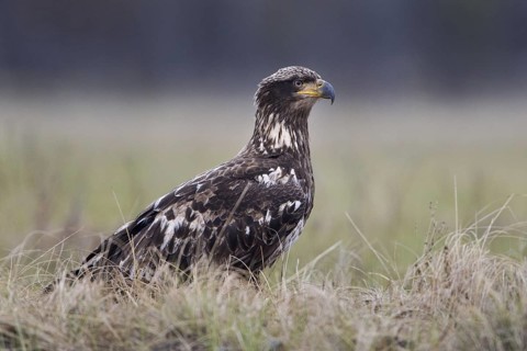 Bald Eagle (Haliaeetus leucocephalus) juvenile, British Columbia, Canada