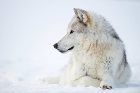 Timber Wolf (Canis lupus lycaon) adult resting in snow, Yellowstone National Park, Wyoming, USA