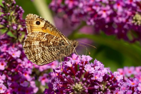Grayling butterfly (Hipparchia semele) adult insect feeding on a Buddleja flower in summer,