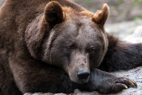 Brown bear (Ursus arctos), captive, Bad Mergentheim Wildlife Park, Baden-Württemberg, Germany