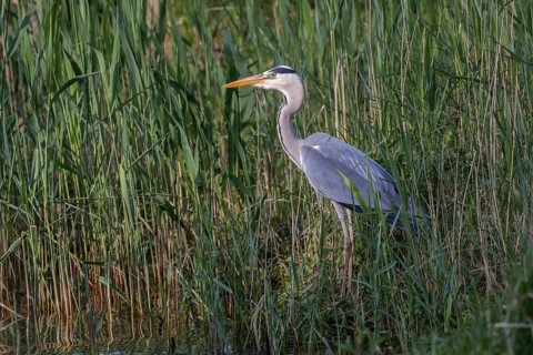 Grey Heron (Ardea cinerea) foraging, Mecklenburg-Western Pomerania, Germany